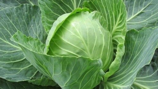 За год в Крыму собрали больше 26 тонн белокочанной капусты