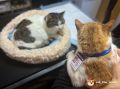 Кот Мостик: Спасение кошки Муси стало самым заметным кото-событием этого года