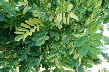 �������� ������ ������� ����� ���� ������ ������