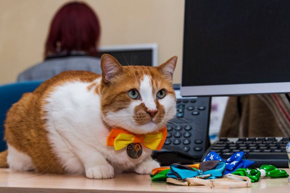 ��� ������: ������� ����� ��� �����������