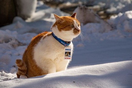 Кот Мостик: В Крыму настоящая зима. Говорят, даже в Новый год будет снег лежать