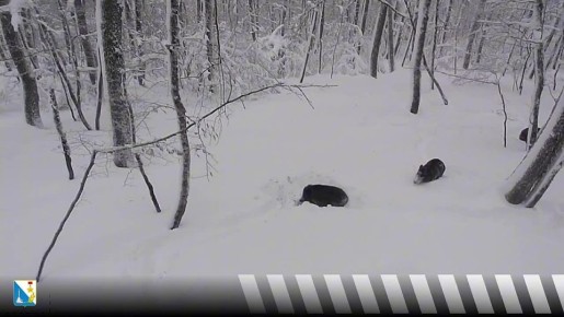 ������ ����� �� ������� �� �������