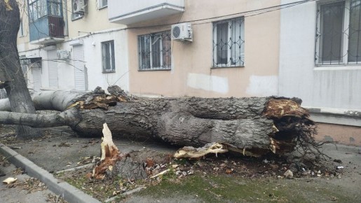 В Феодосии разбушевалась стихия: поврежден памятник, дороги заблокированы деревьями