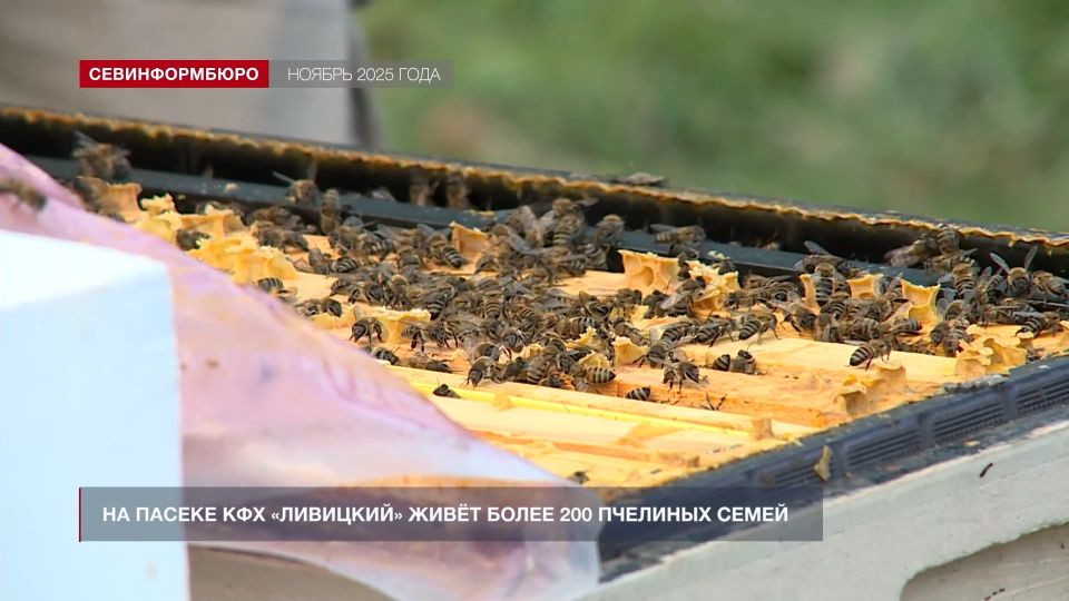 ����� ����: ��� � ����������� ��������� � ��������