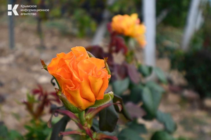 На Рождество в Крыму ожидают весеннее тепло