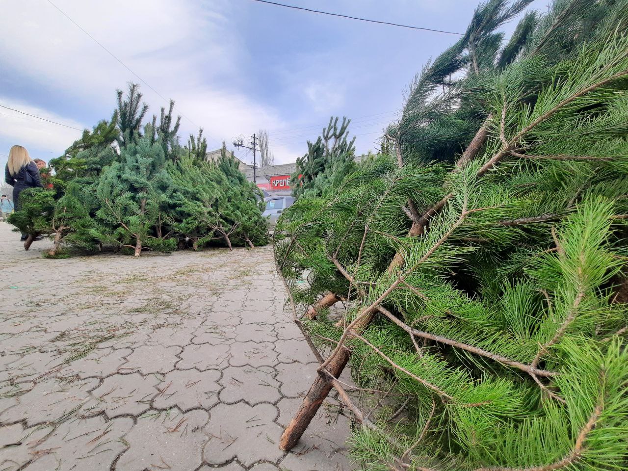Где в Симферополе сдать новогоднюю елку. АДРЕСА