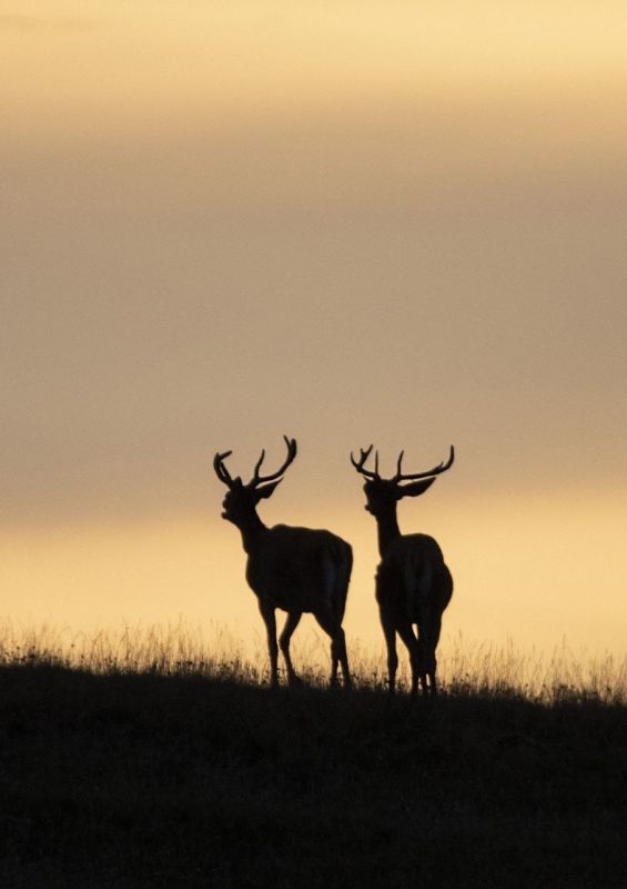 �������� ������������: ������� � ���� ������������ � ������������ ������ ������