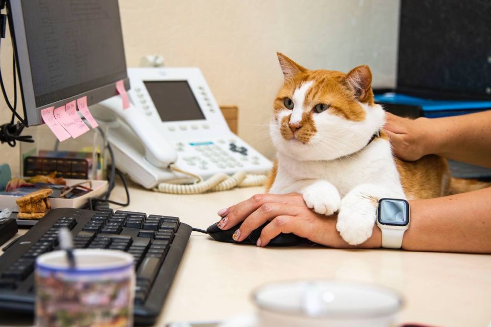 ��� ������: �������� ���. ����� �����, ����� ���������� ���, � ������ � ����� ����������� �������� ����� @cat_the_most