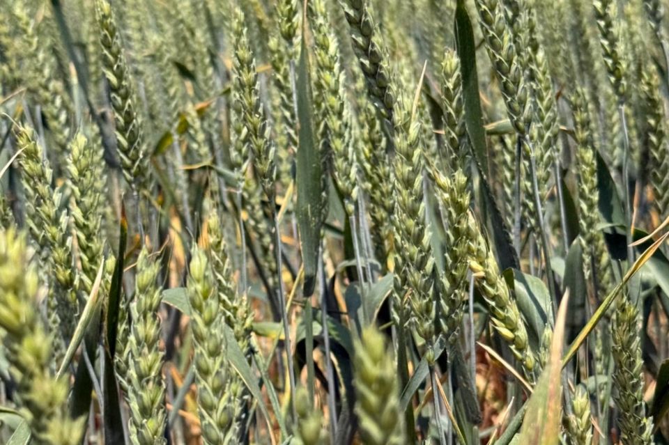 ����� ������: �������� � �������� ����������, ����������� ����������� � ��� ������ ��� �������� ������