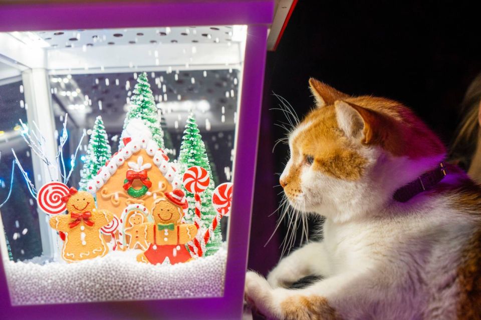 ��� ������: ����� �������, ��� ��������� ��� �����������, ��������� ������ ����� ���