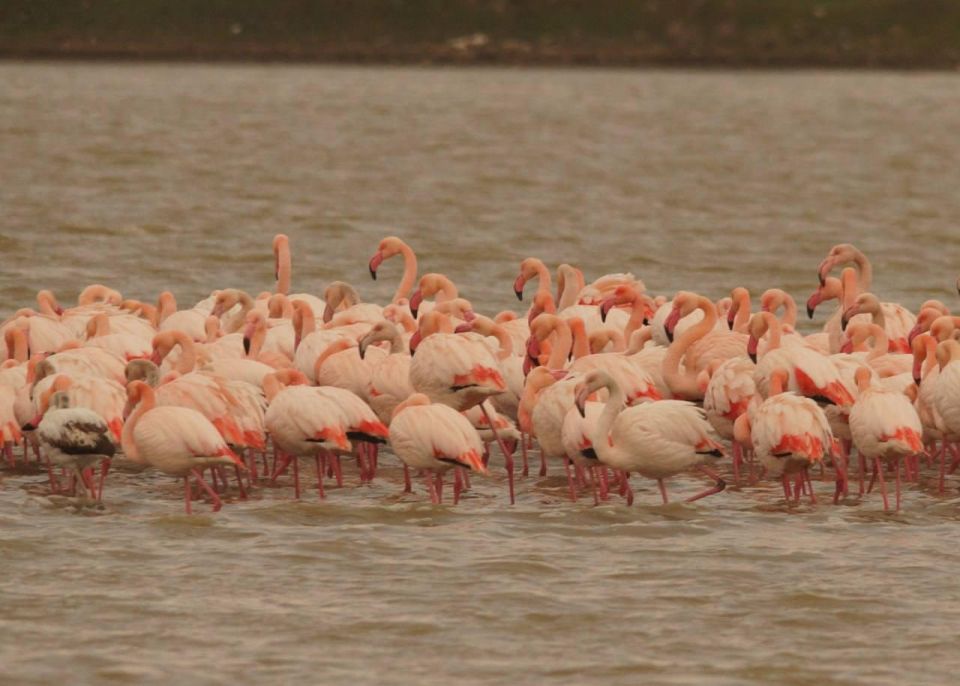 ��� ������: ���� ������� �������� �������� � �����