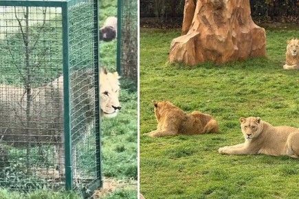 Лев Симба из «Тайгана» стал вожаком и обзавелся новой подругой