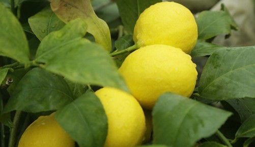 Кусочек Сицилии в Крыму: как зимой попасть на экскурсию в солнечное лето