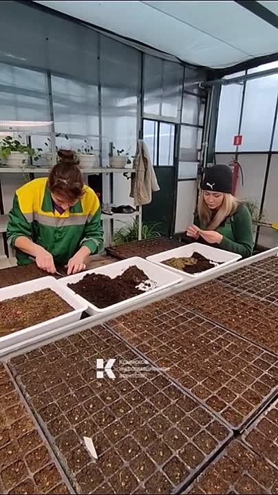 Сейчас, пока на улице снег и мороз, в симферопольских теплицах сеют однолетние и проводят первую пикировку ранее высеянных цветов, которые украсят город уже этой весной