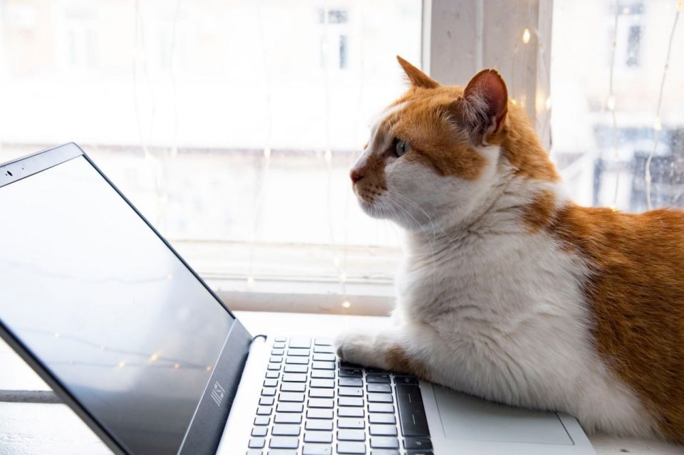 ��� ������: ������ ������ ������� � ���� ���� � �������! ������ ������ �������� �� ���� ������