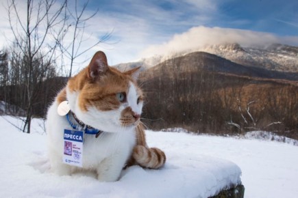 ��� ������: ���� �� ����� ������� ���� ����� � ��������� �������