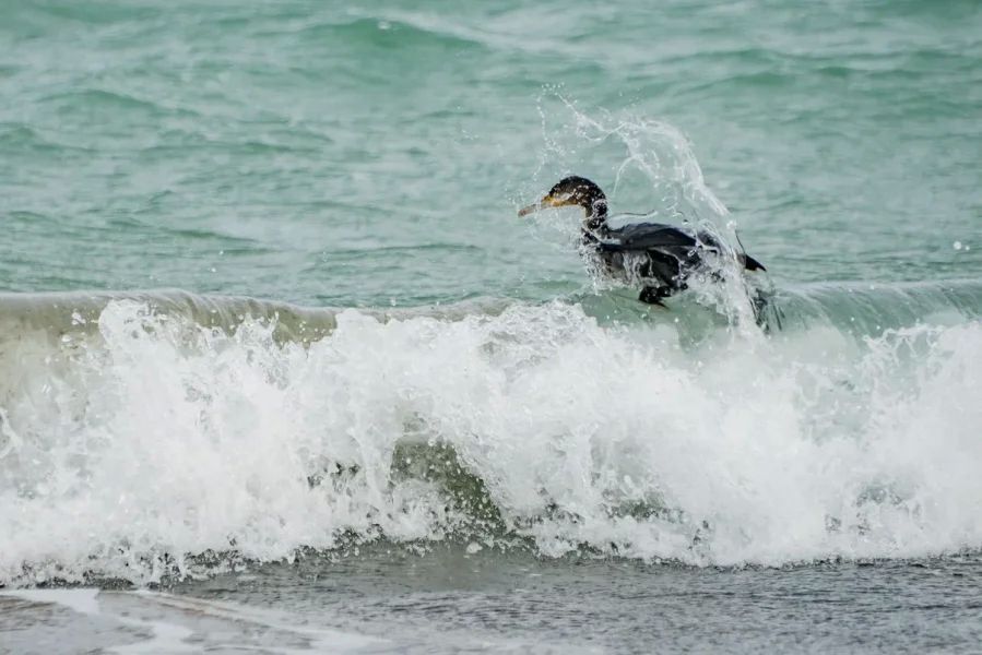 Спасатели и медики обеспечат безопасность на девяти официальных купелях Спасатели и медики обеспечат безопасность на девяти официальных купелях