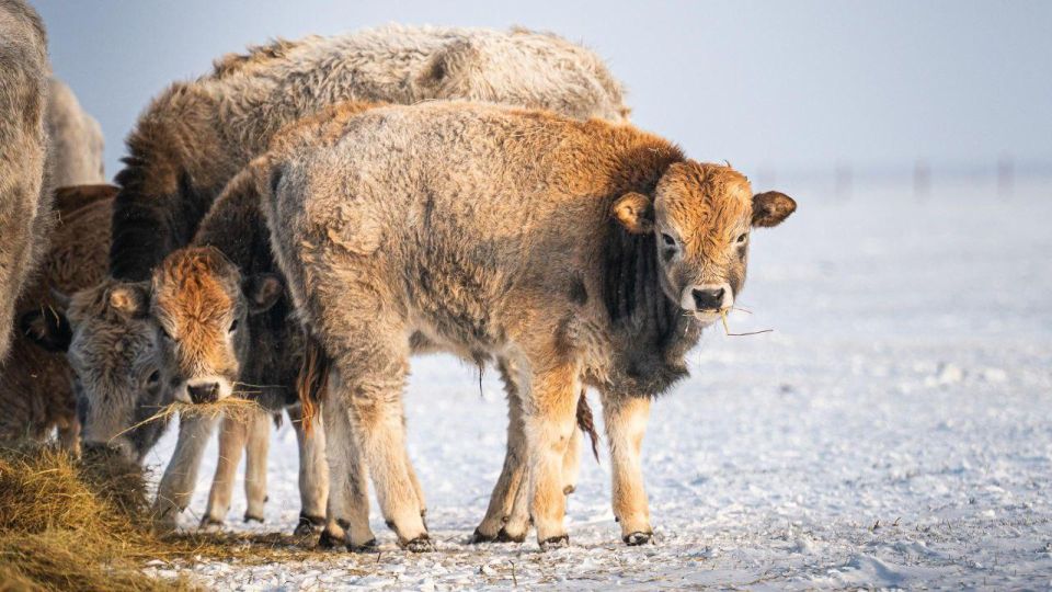 ������ 1000 ��������, ������� �� ������ �������, �������� �������� � ����������� "�������-����" �� ������� ������