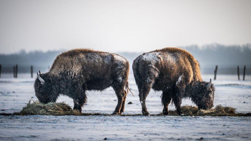 ������ 1000 ��������, ������� �� ������ �������, �������� �������� � ����������� "�������-����" �� ������� ������