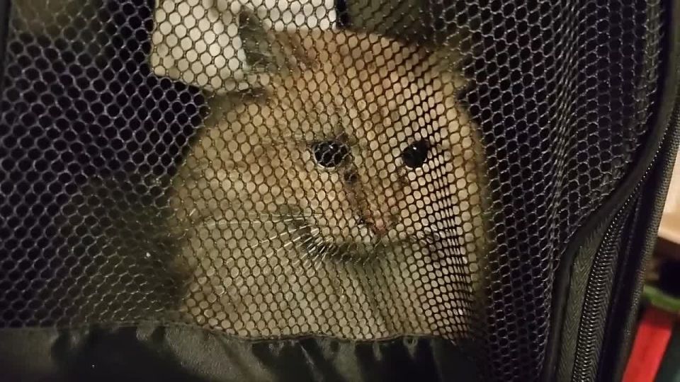 ��� ������: � ���������� �� �������� ������ ����