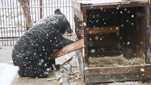 ������� ����, ����� ������ ����������: ������� � �������� �������� ������� �� 4 ��� � ���� ����� �������