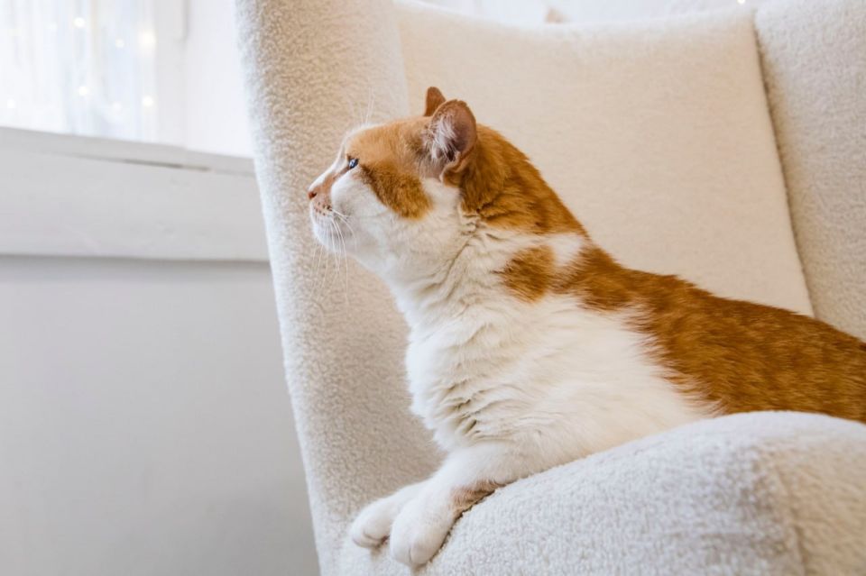 ��� ������: ������� � ������ ���������