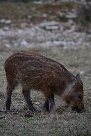 ����������� ���������� ������� ������ ��������� ������ ���� ���������� ��������