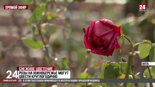 � ������ ���� �� ��� �������� ��������