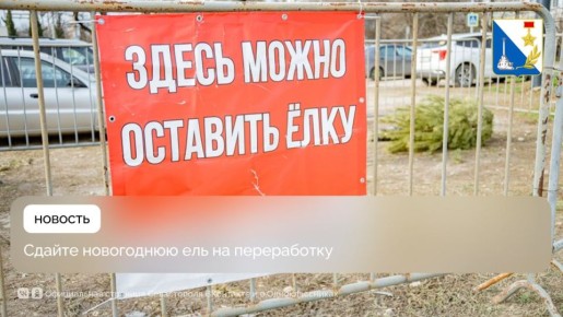 В Севастополе продолжают работать точки для сбора новогодних елей