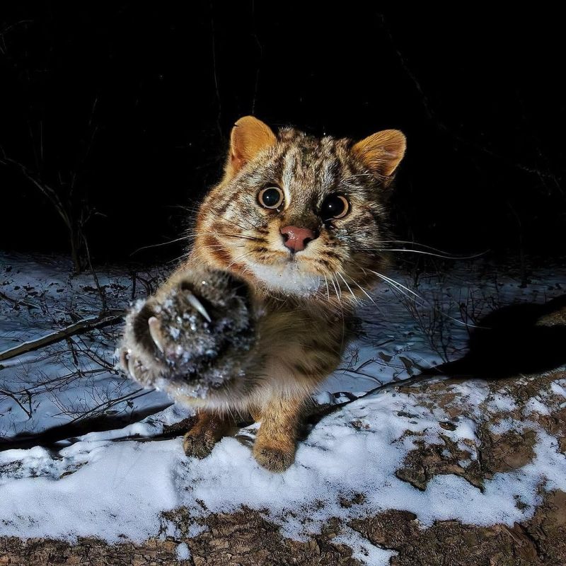 ��� ������: ������ ��������� ������� ����? ������ ��