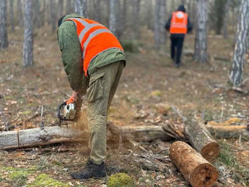 В Мекензиевском лесу убирают сухостой для защиты от пожаров и вредителей В Мекензиевском лесу убирают сухостой для защиты от пожаров и вредителей