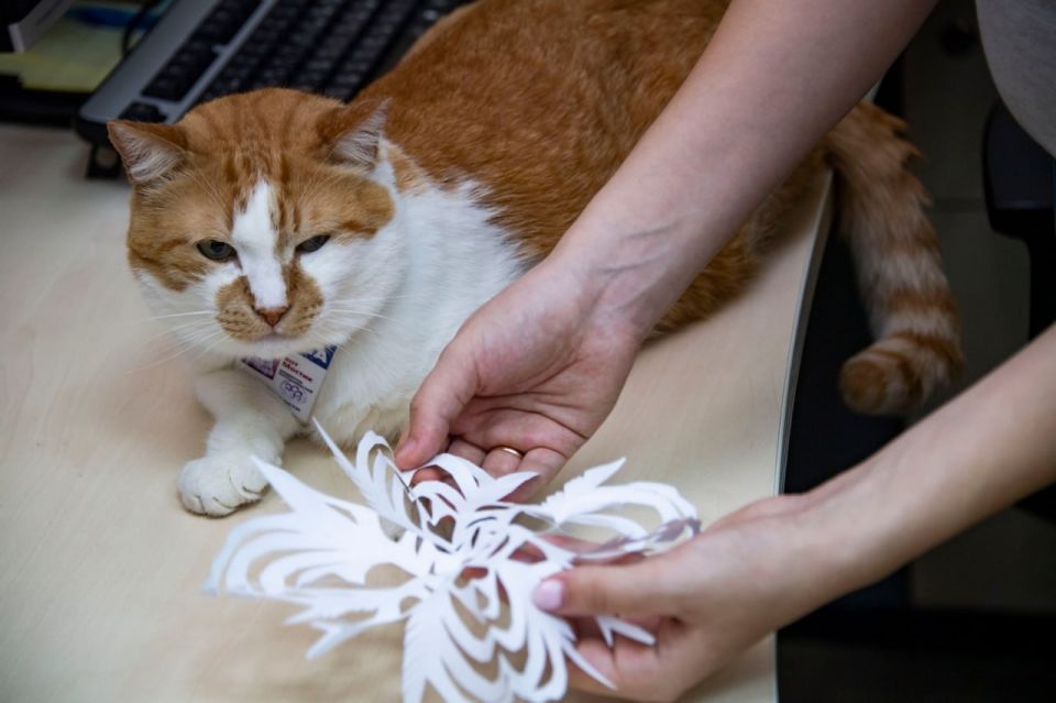 ��� ������: ���������� ��������� � ��