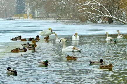 ������ ���������� ������������� ���� � ����� ����� ��������