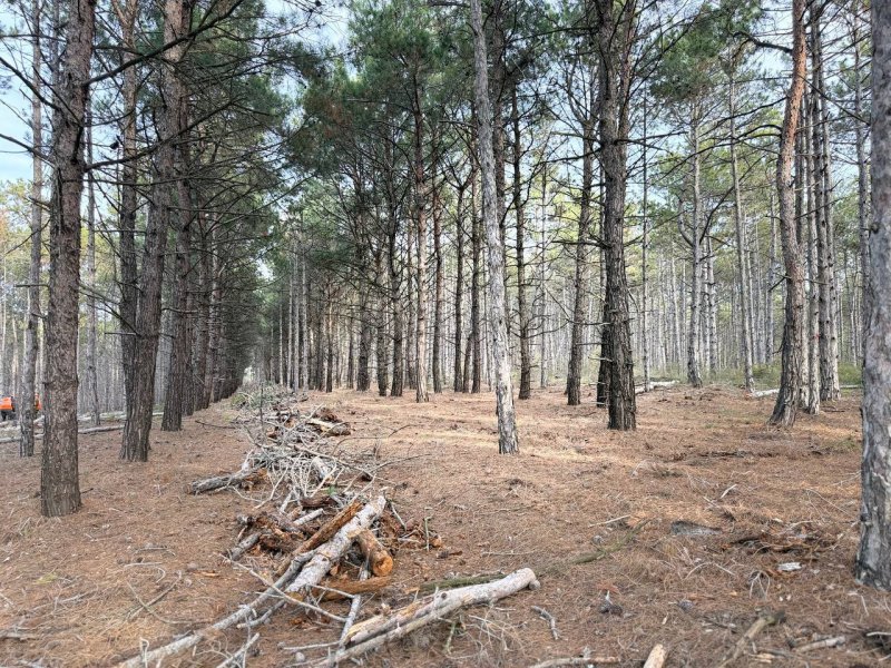 В Мекензиевском лесу убирают сухостой для защиты от пожаров и вредителей
