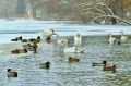 Зимнее содержание водоплавающих птиц в парке имени Гагарина