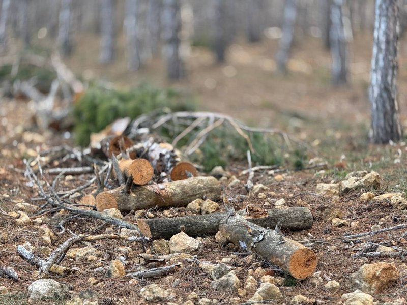 В Мекензиевском лесу убирают сухостой для защиты от пожаров и вредителей В Мекензиевском лесу убирают сухостой для защиты от пожаров и вредителей