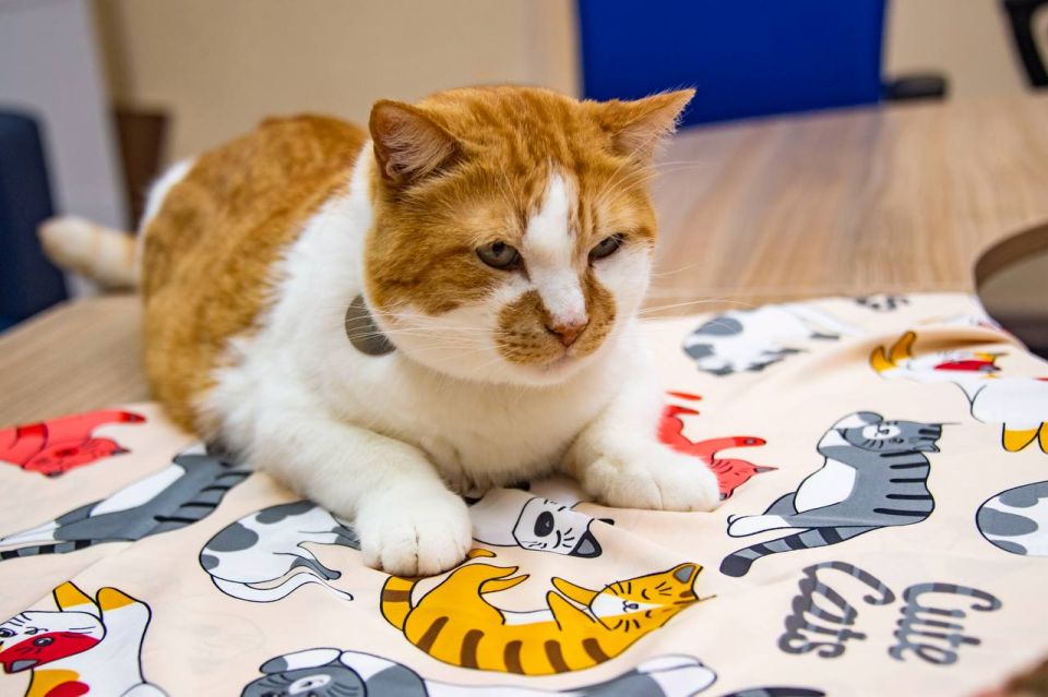 ��� ������: ������� ���� ������� �� ������� ����� �����