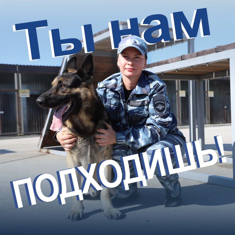 Кинологическая служба УМВД России по г. Севастополю приглашает на работу проводника (вожатого) по уходу за служебными собаками