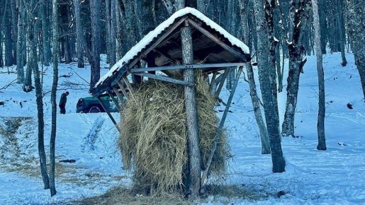 В крымских заповедниках для животных установили кормушки с сеном и хурмой
