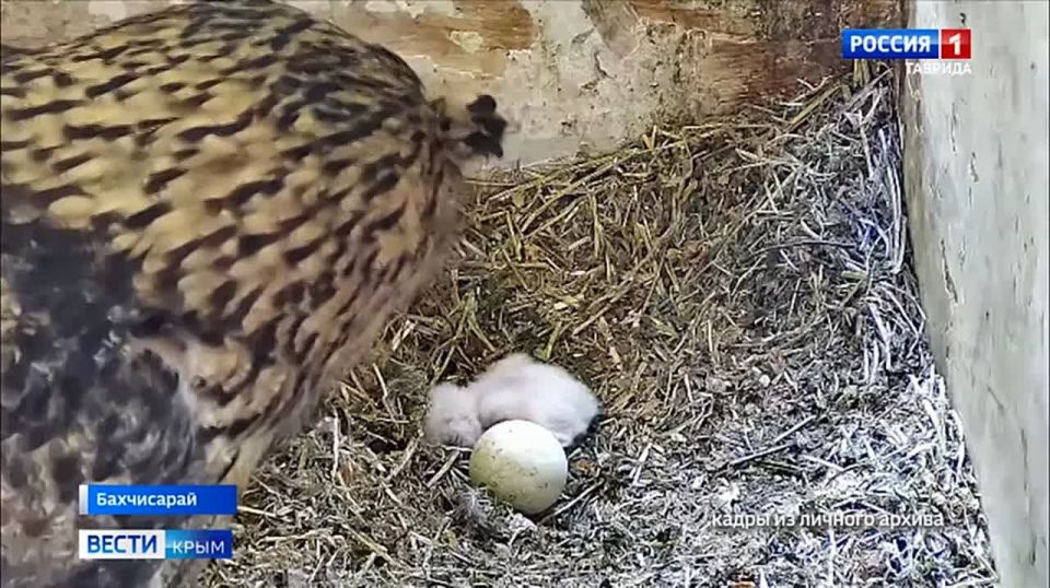 Крымчанин создал уникальный питомник для краснокнижных птиц: На свет появились первые в этом году птенцы филина