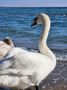 А давайте полюбуемся лебедями из Евпатории