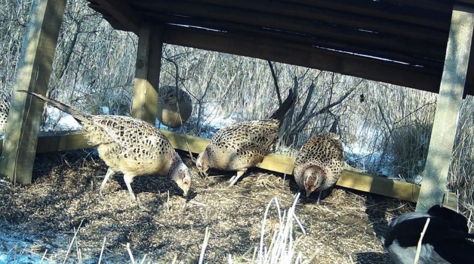 �������, ������, �����������