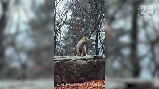 Численность лис в Ялтинском горно-лесном заповеднике за последний год увеличилась вдвое