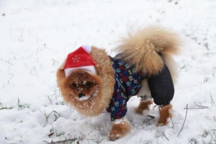 В Крыму вырос спрос на услуги по дрессировке животных