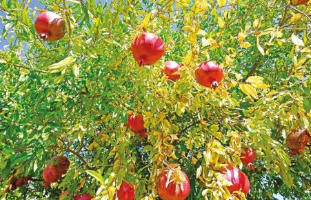 ������ ��� ������ ��������� ����� �� ����� �������� ����������, ������������ � MAX