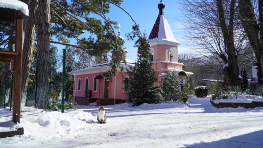 Монастырь в Крыму: уникальная дружба котов и монахинь