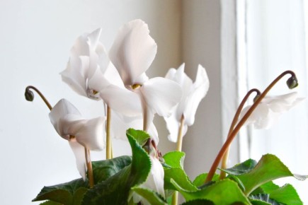 ������ ����: ��� ��������� ������������� �������� �����