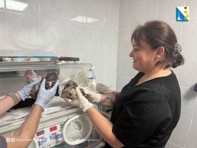 За прошлый год севастопольские ветеринары помогли более 50 щенкам появится на свет