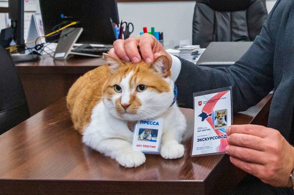 Кот Мостик: Усы, лапы, хвост и удостоверение экскурсовода