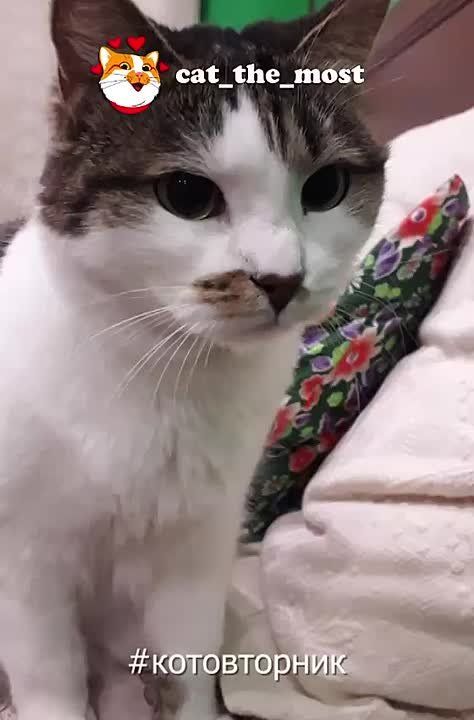 Кот Мостик: Вторник — время котиков #Котовторник